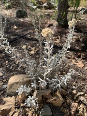 Pseudognaphalium microcephalum