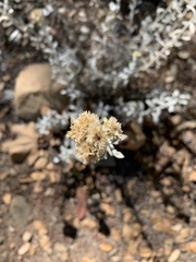 Pseudognaphalium microcephalum