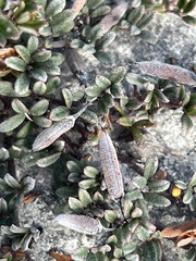 Indigofera bisacculata