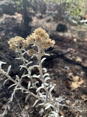 Pseudognaphalium microcephalum