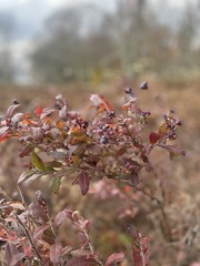 Vaccinioideae
