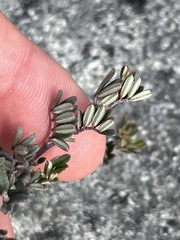 Indigofera bisacculata