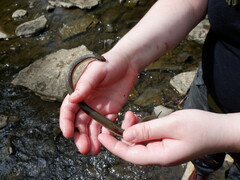 Regina septemvittata