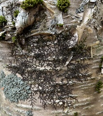 Frullania eboracensis