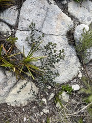 Indigofera bisacculata