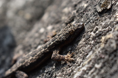 Hemidactylus platyurus