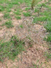 Ceratocarpus arenarius