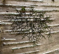 Frullania eboracensis