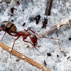 Camponotus socius