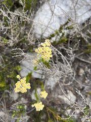 Helichrysum teretifolium
