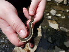 Regina septemvittata