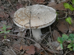 Amanita pantherina
