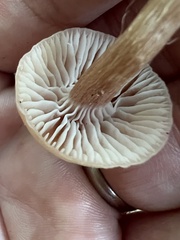 Laccaria bicolor