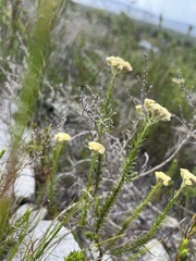 Helichrysum teretifolium