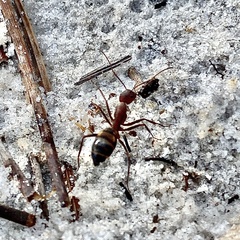 Camponotus socius