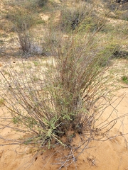 Artemisia arenaria