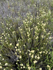Helichrysum teretifolium