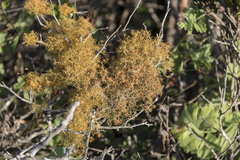 Teloschistes capensis