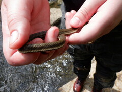 Regina septemvittata