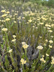 Helichrysum teretifolium