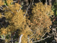 Teloschistes capensis