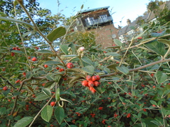 Cotoneaster franchetii
