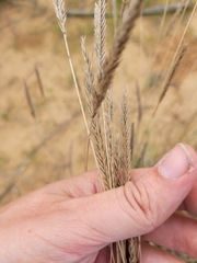 Agropyron desertorum
