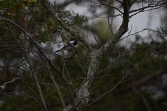 Poecile sclateri