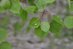 Phyllocoptes didelphis