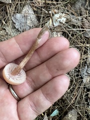 Laccaria bicolor