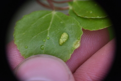 Phyllocoptes didelphis