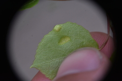 Phyllocoptes didelphis