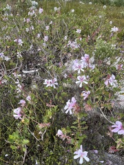 Pelargonium betulinum