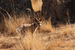 Vulpes vulpes silacea