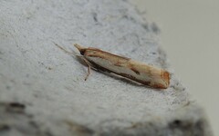 Orocrambus flexuosellus