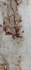 Pyrrhocoris apterus