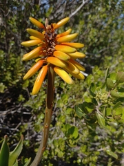 Aloiampelos commixta