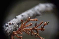 Arceuthobium americanum