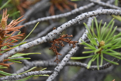 Arceuthobium americanum