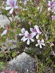 Pelargonium betulinum
