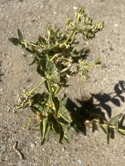 Asclepias erosa