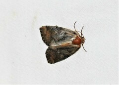 Chytonix palliatricula