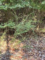 Ligustrum quihoui