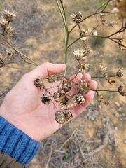 Centaurea scabiosa apiculata