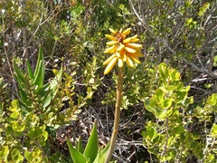 Aloiampelos commixta