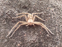 Heteropoda venatoria