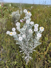 Syncarpha argyropsis