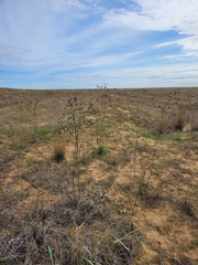 Centaurea scabiosa apiculata