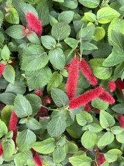 Acalypha