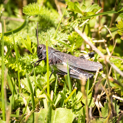 Psophus stridulus